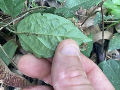Acanthocheila visenda