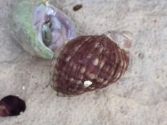 Eulithidium