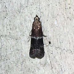 Moodna ostrinella