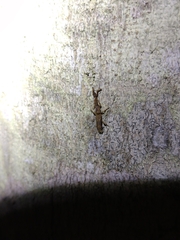 Ulocerus