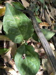 Acanthocheila visenda