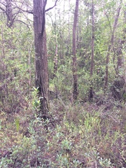 Pinguicula primuliflora