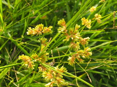 Cyperus surinamensis