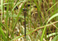 Austrogynacantha heterogena