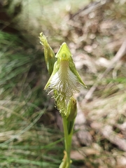 Calochilus