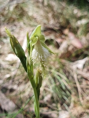 Calochilus