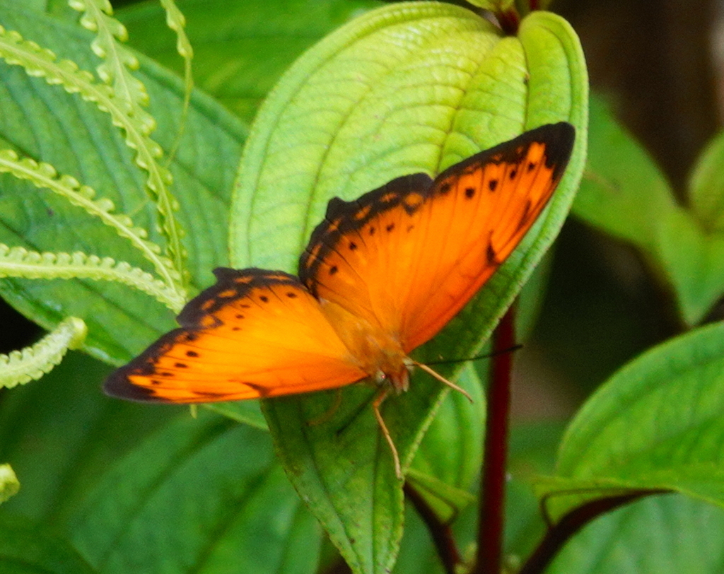 Tailed Rustic