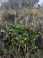 Myrrhidendron