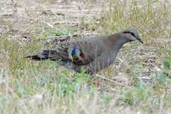 Phaps elegans