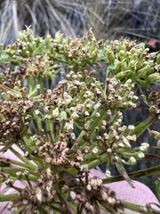 Myrrhidendron