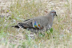 Phaps elegans