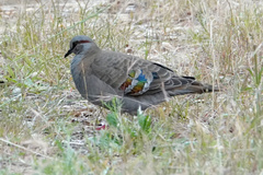 Phaps elegans