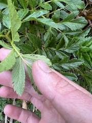 Myrrhidendron