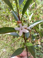 Myoporum petiolatum