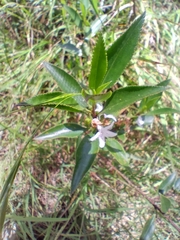 Myoporum petiolatum