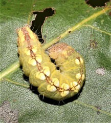 Acronicta increta