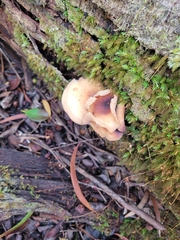 Lentinellus pulvinulus