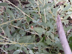 Atriplex semibaccata
