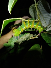 Procitheronia principalis