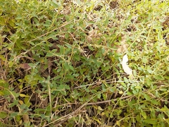 Atriplex semibaccata