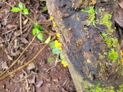 Calycina citrina