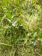 Myoporum petiolatum