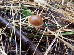Parasola conopilea