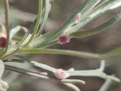 Aceria paracalifornica