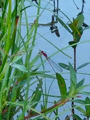 Pseudagrion pilidorsum