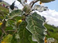 Solanum marginatum