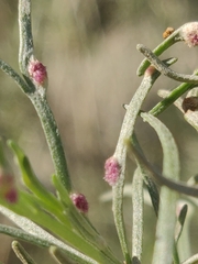 Aceria paracalifornica
