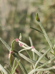 Aceria paracalifornica