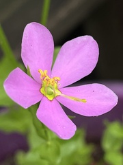 Sabatia angularis