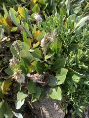 Salix petrophila