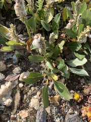 Salix petrophila