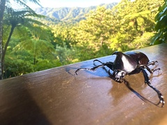Xylotrupes australicus