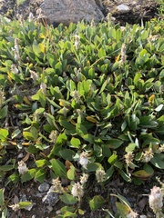 Salix petrophila