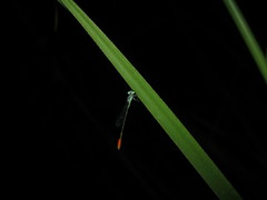 Agriocnemis femina oryzae