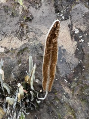 Elaphoglossum