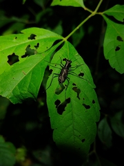 Cicindelinae