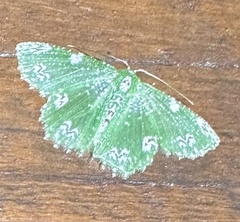 Eucyclodes fascinans