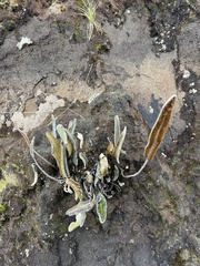 Elaphoglossum
