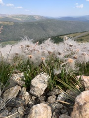 Dryas hookeriana