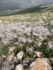 Dryas hookeriana