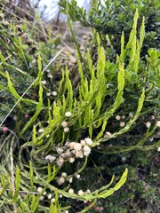 Baccharis genistelloides
