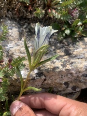 Gentiana algida