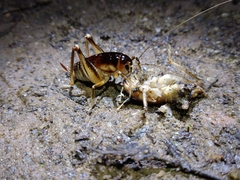 Apotetamenus clipeatus