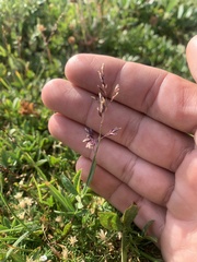 Poa alpina