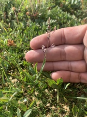 Poa alpina