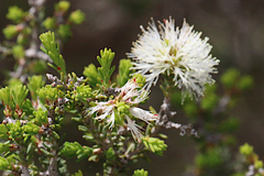 Melaleuca brevifolia